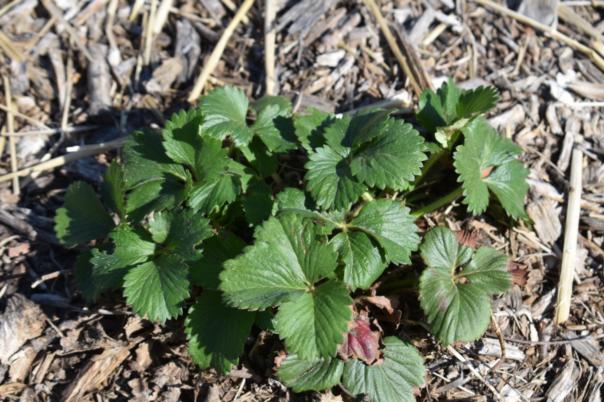 Strawberry plant with new growth