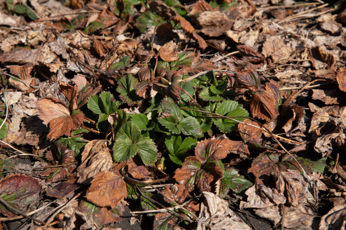 Strawberry plant after winter