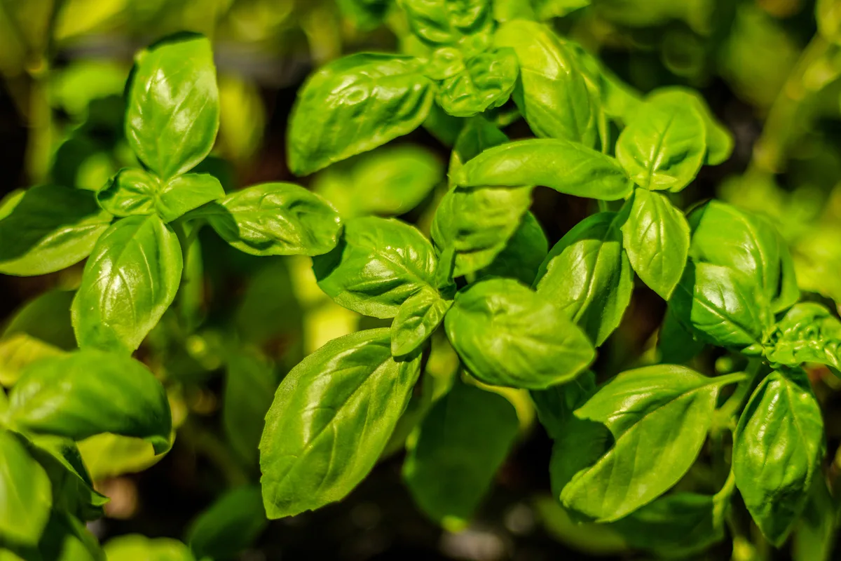 Overhead view of healthy basil plant