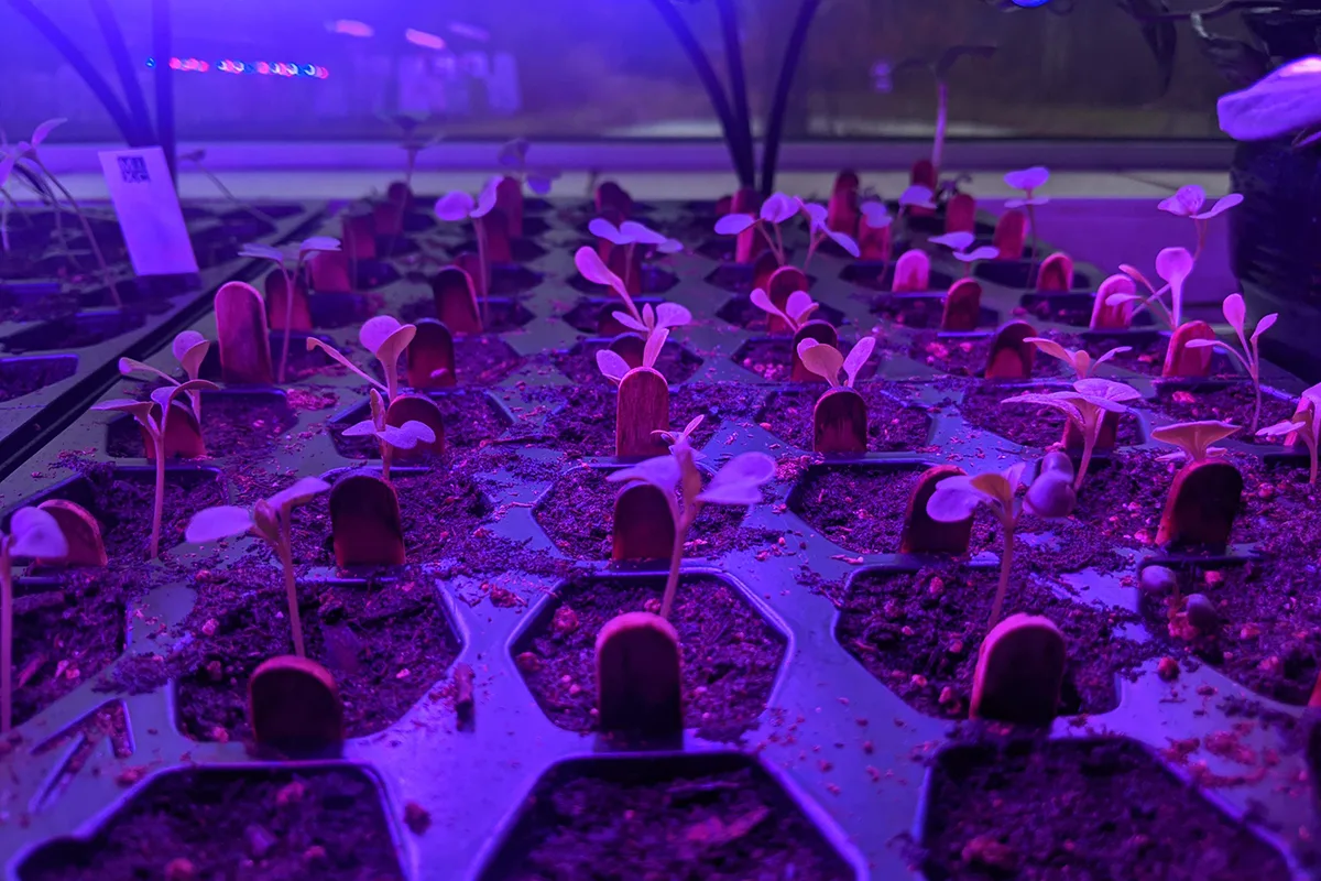 Close up of seedlings under grow lights. 