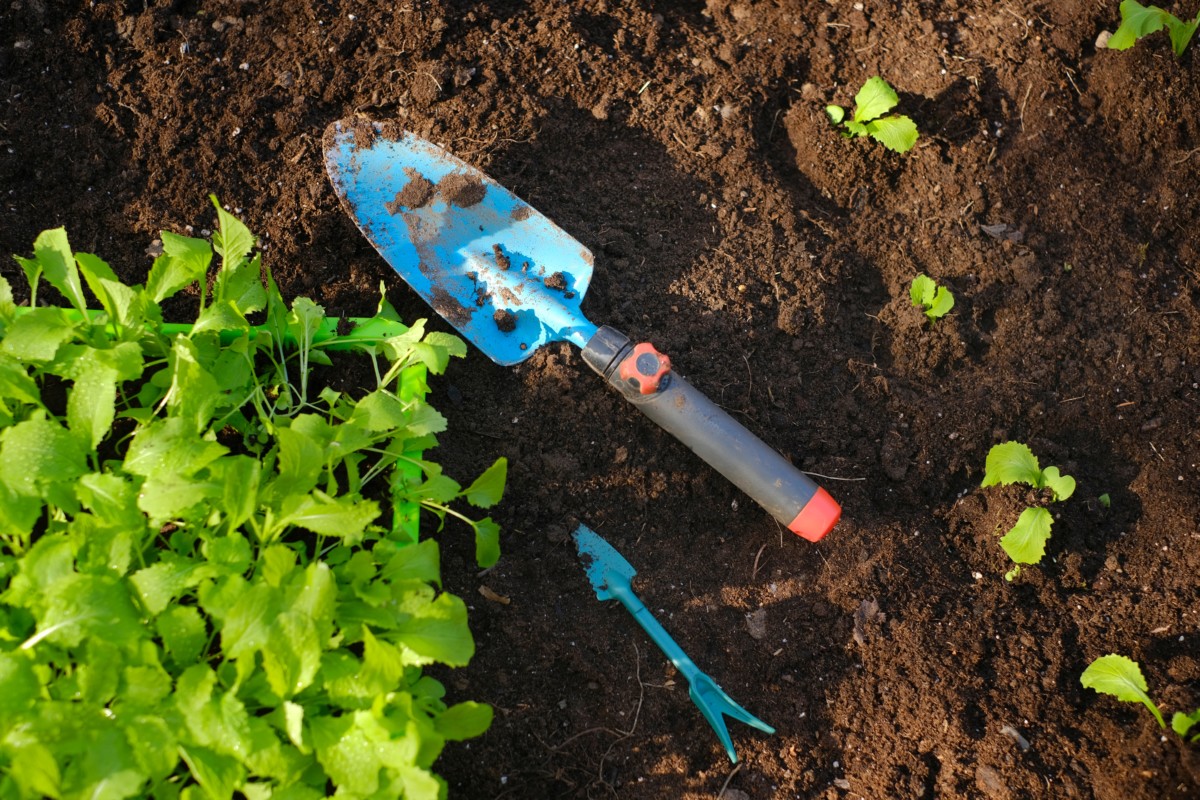 Transplanting Seedlings Outside: 11 Essential Steps For Success