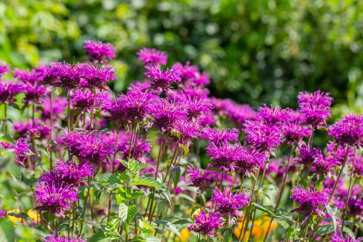 Bee balm