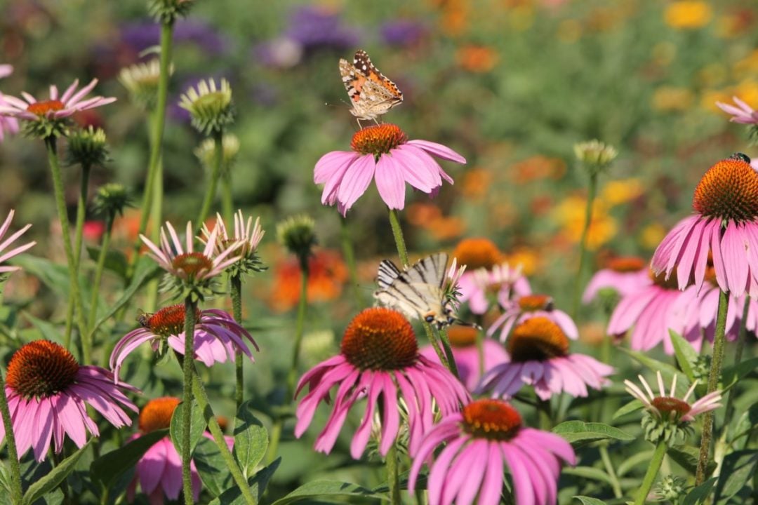 20 Flowers That Are as Useful as They Are Pretty