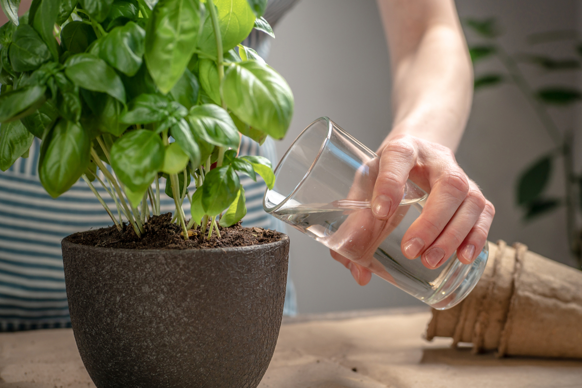 Woman holding glass of water about to pour on basil plant