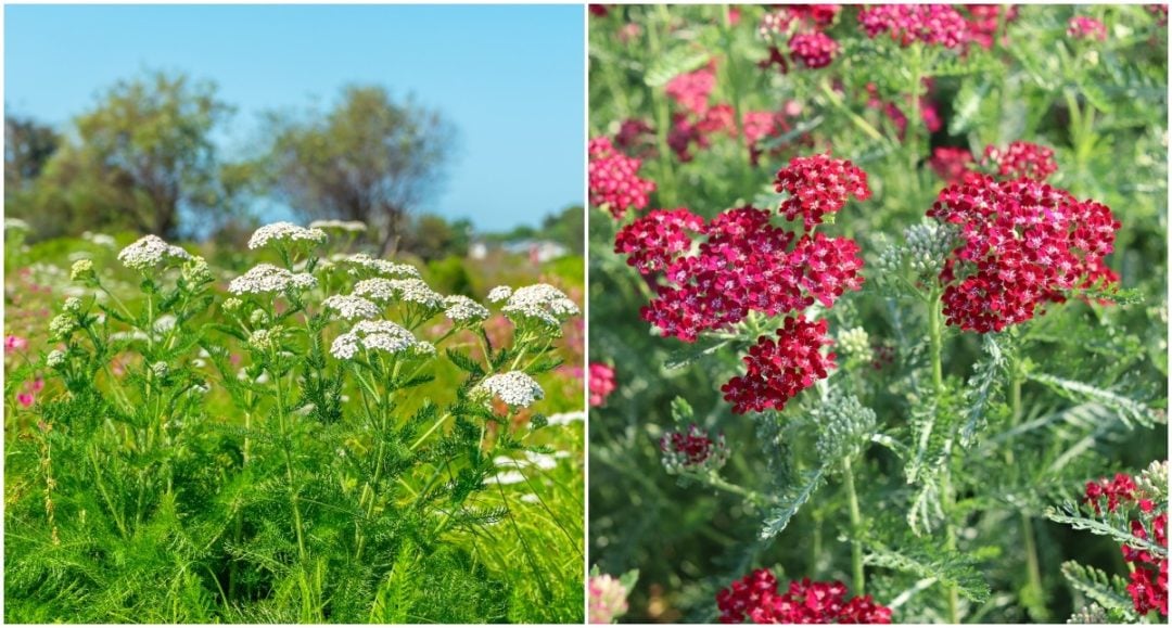 15 Reasons to Grow Yarrow & How To Use It