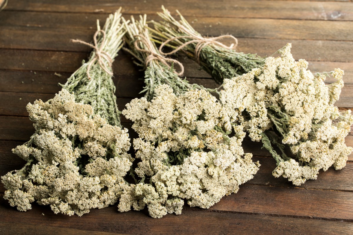 Three bunches of dried yarrow