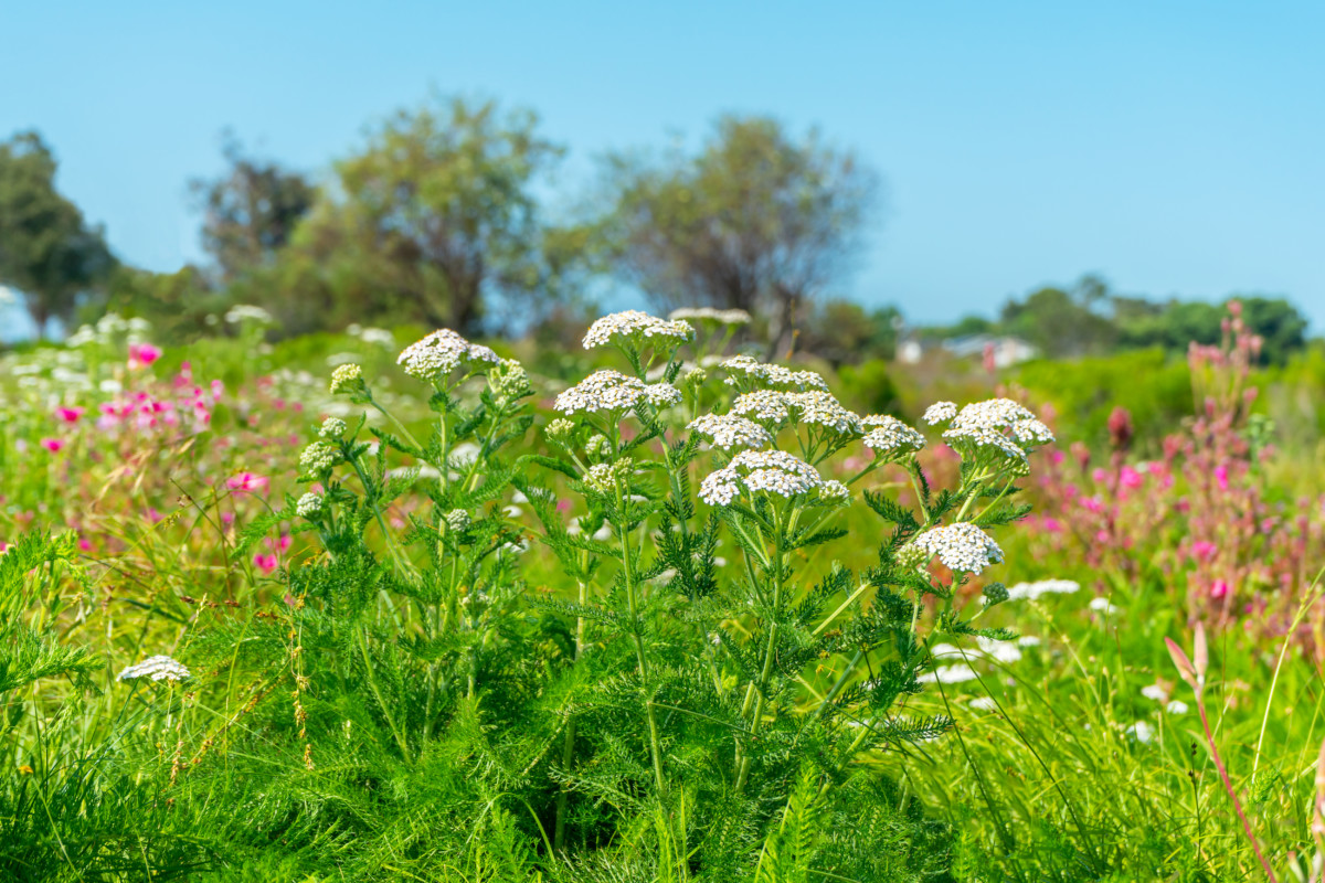 A field of wildflowers with common yarrow