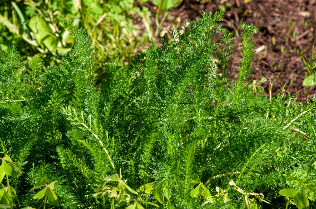 Young green yarrow fronds