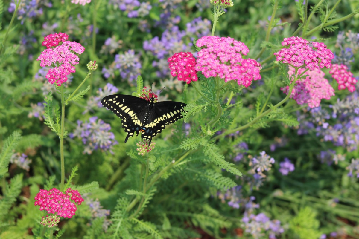 Pink yarrow with a swallow tail butterfly on the flowers