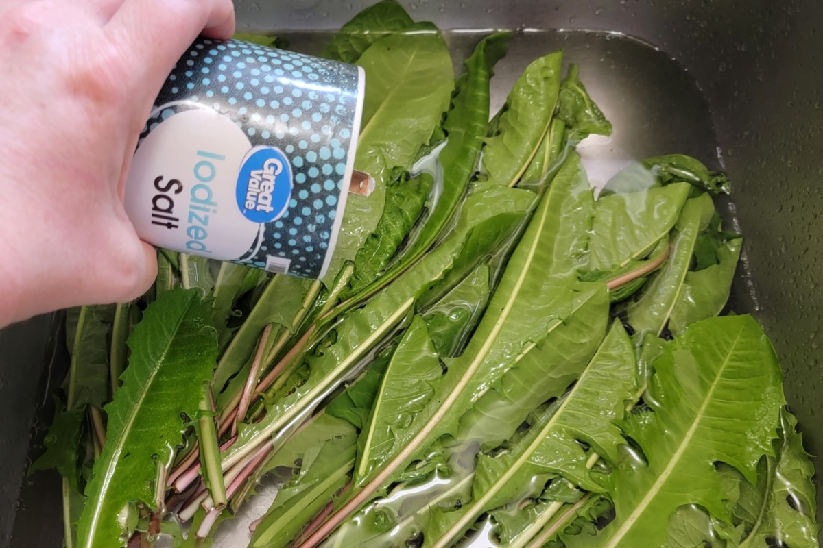 Hand pouring salt in sinkful of water and dandelion greens