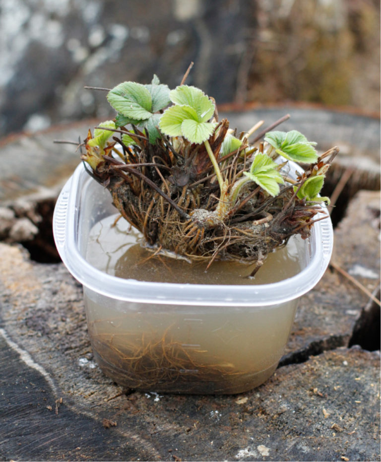 Berry Container Grow 7 Best Berry Varieties To Grow In Containers