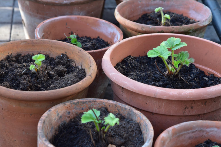 Berry Container Grow 7 Best Berry Varieties To Grow In Containers