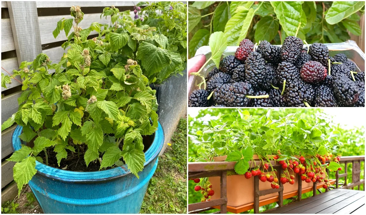 https://www.ruralsprout.com/wp-content/uploads/2022/05/berries-in-pots.jpg.webp