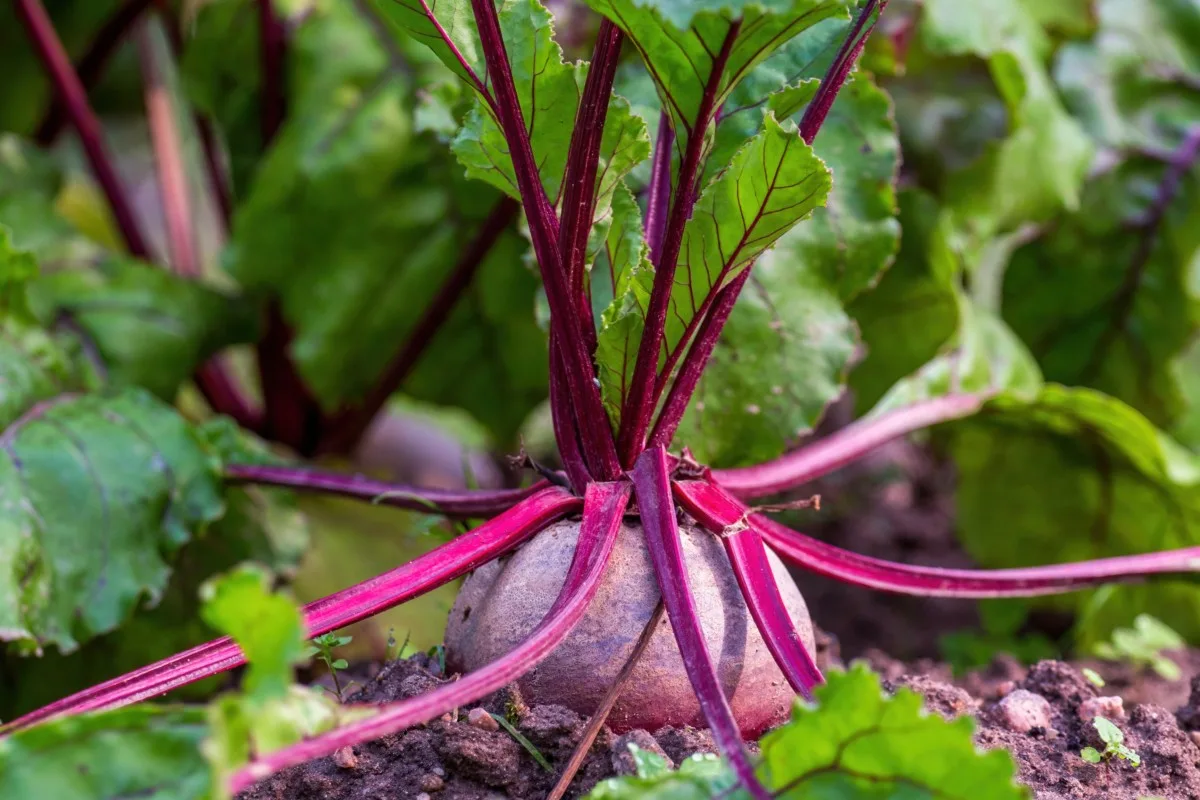 Close up of a beet growing in the ground. 