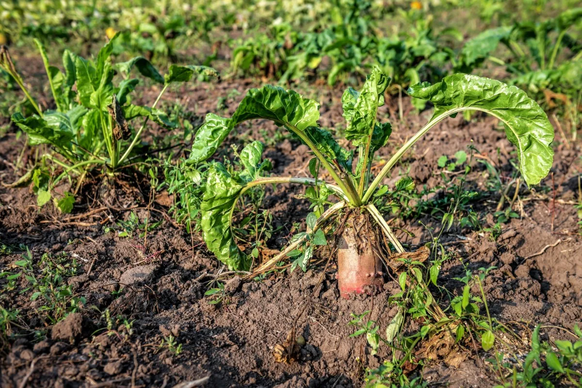 Conical beet variety growing in the ground.