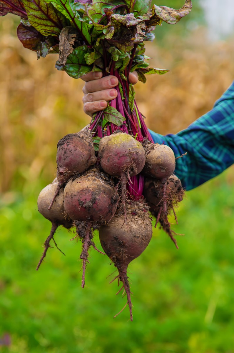Dirty beets freshly harvested.