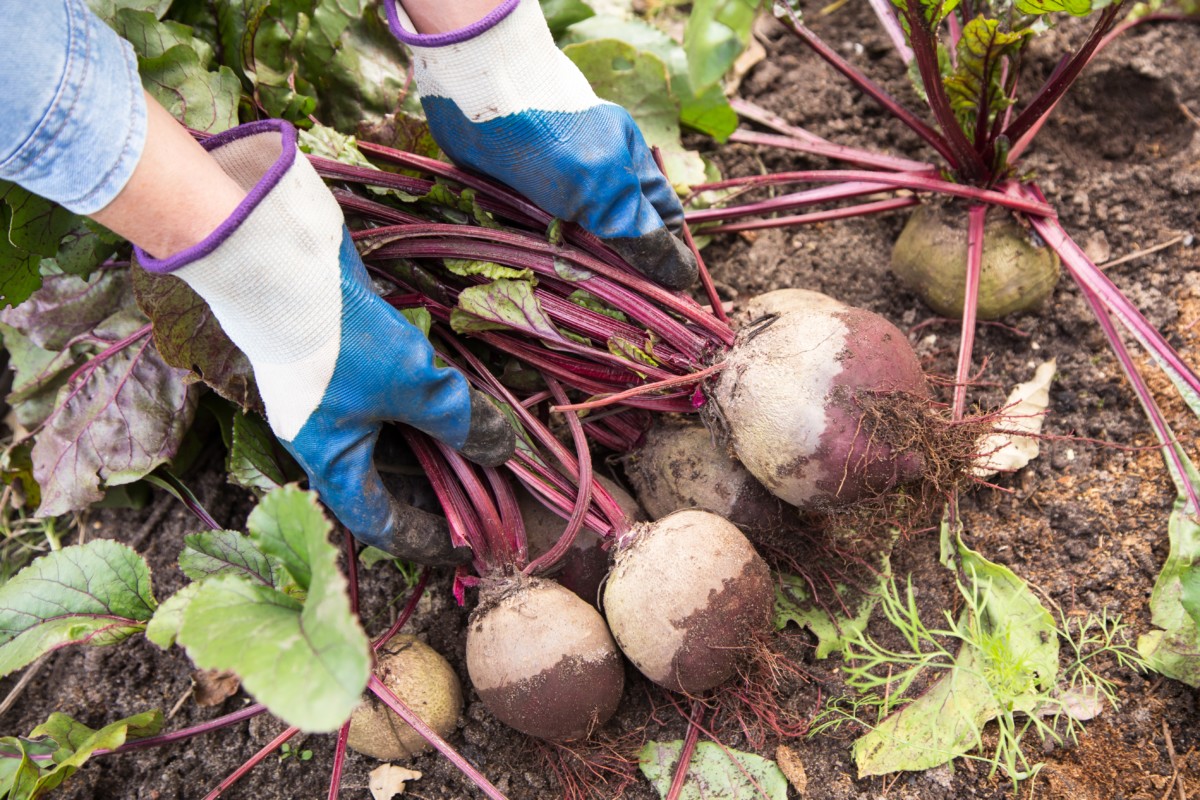 Hands pulling up beets from the garden.