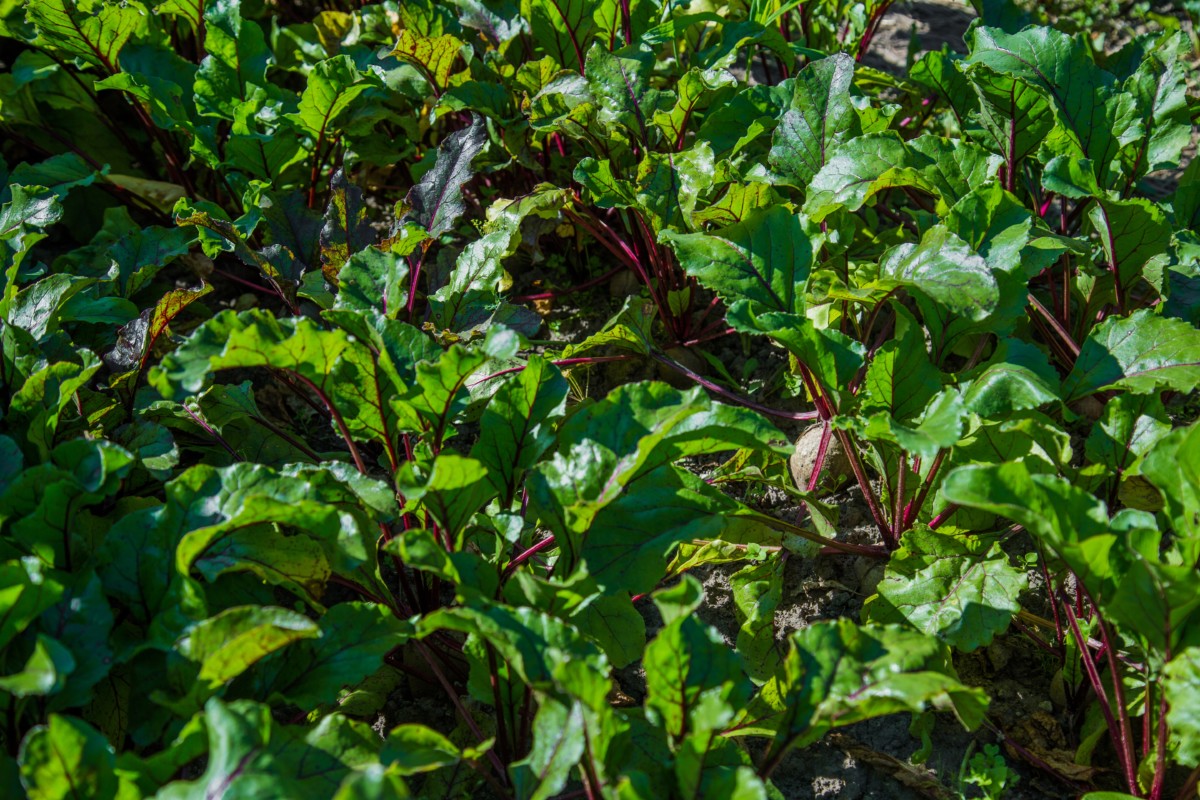 Beets growing in a sunny garden.
