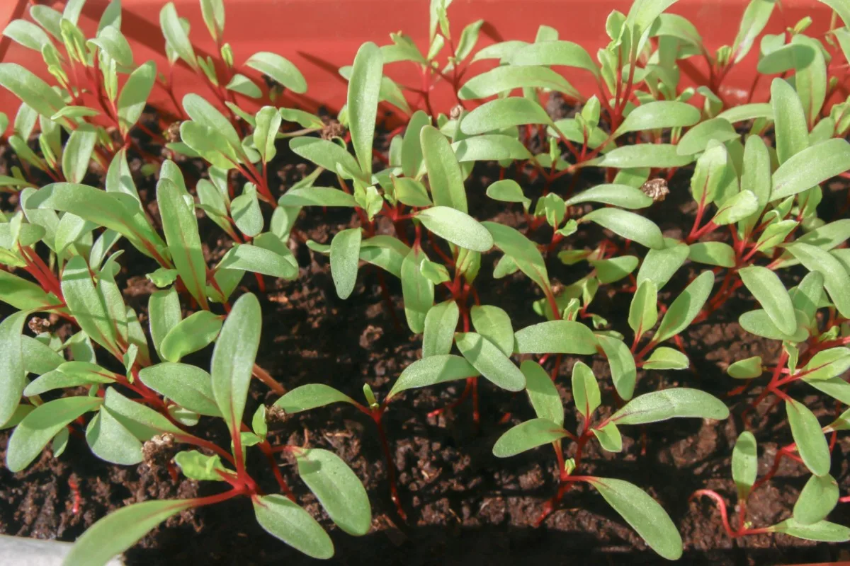 Beet seedlings growing in a container