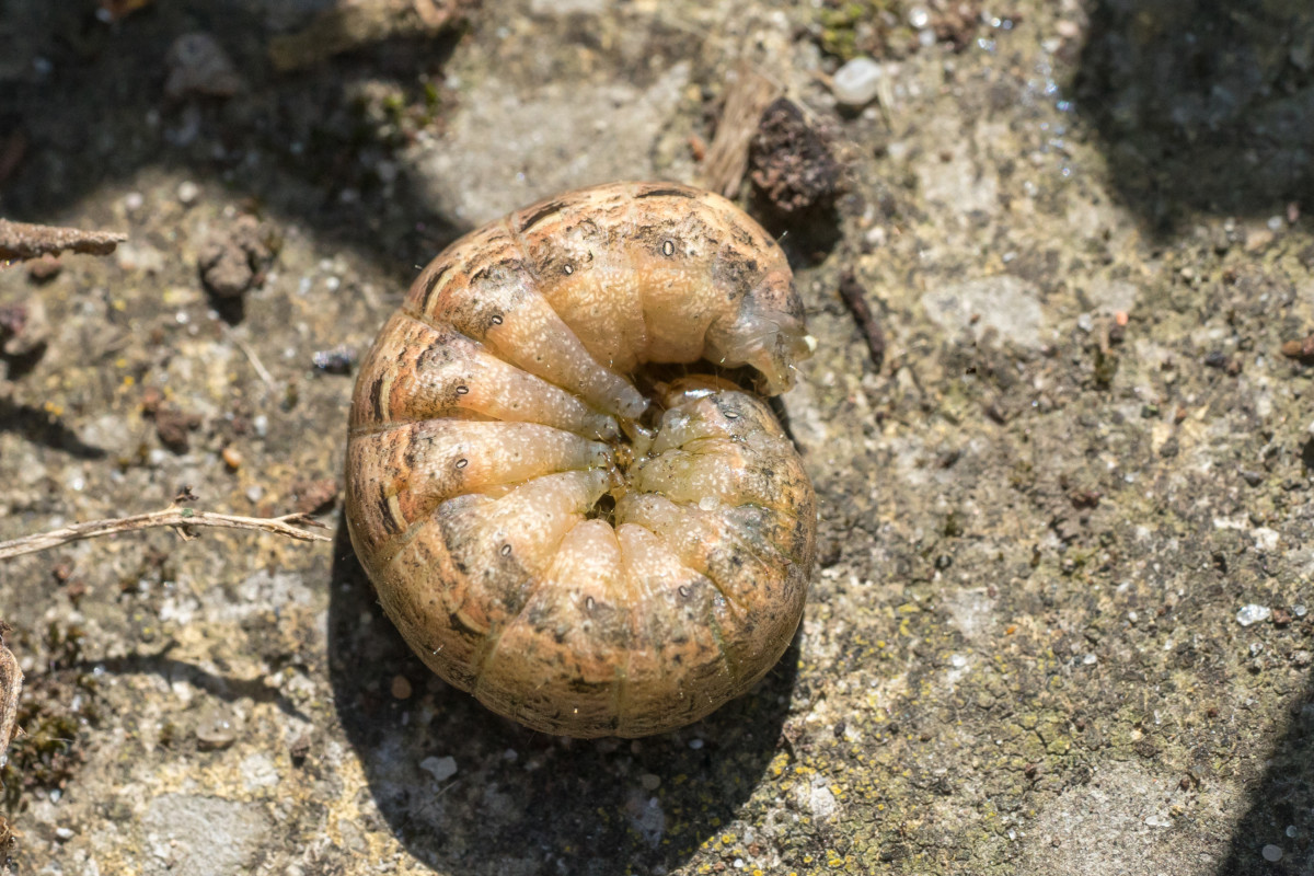 A cutworm curled into a ball