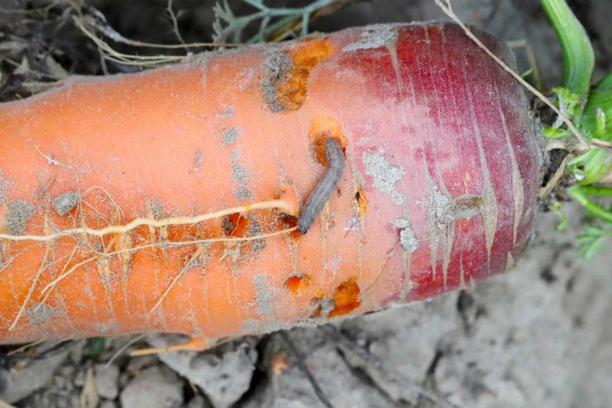 Carrot with cutworm eating it