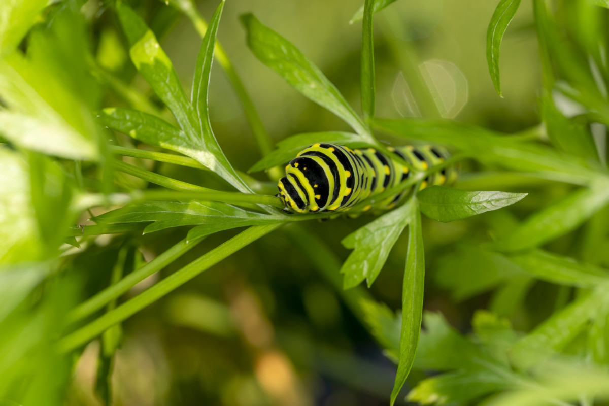 Larva of an Eastern Black Swallowtail butterfly on a carrot fronds