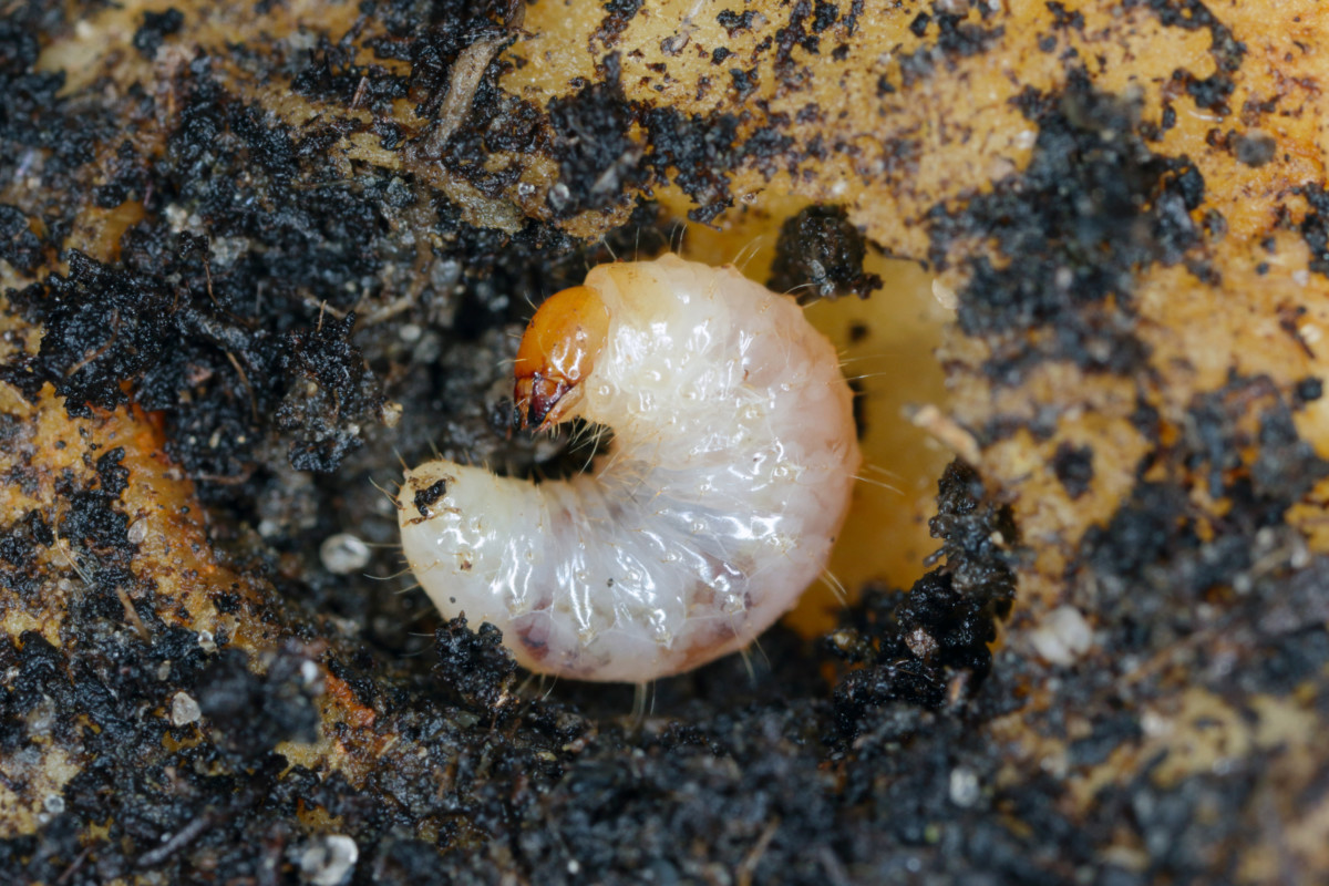 Larva of a carrot weevil