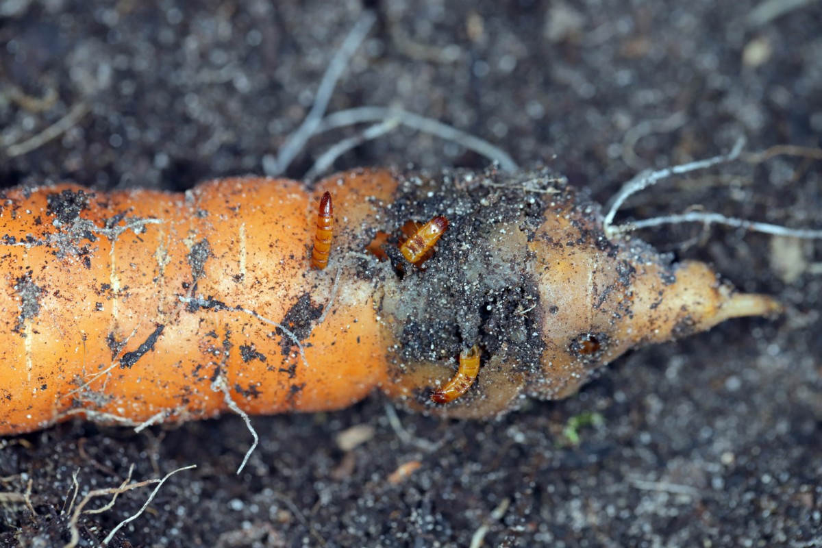Carrot with wireworms eating it.