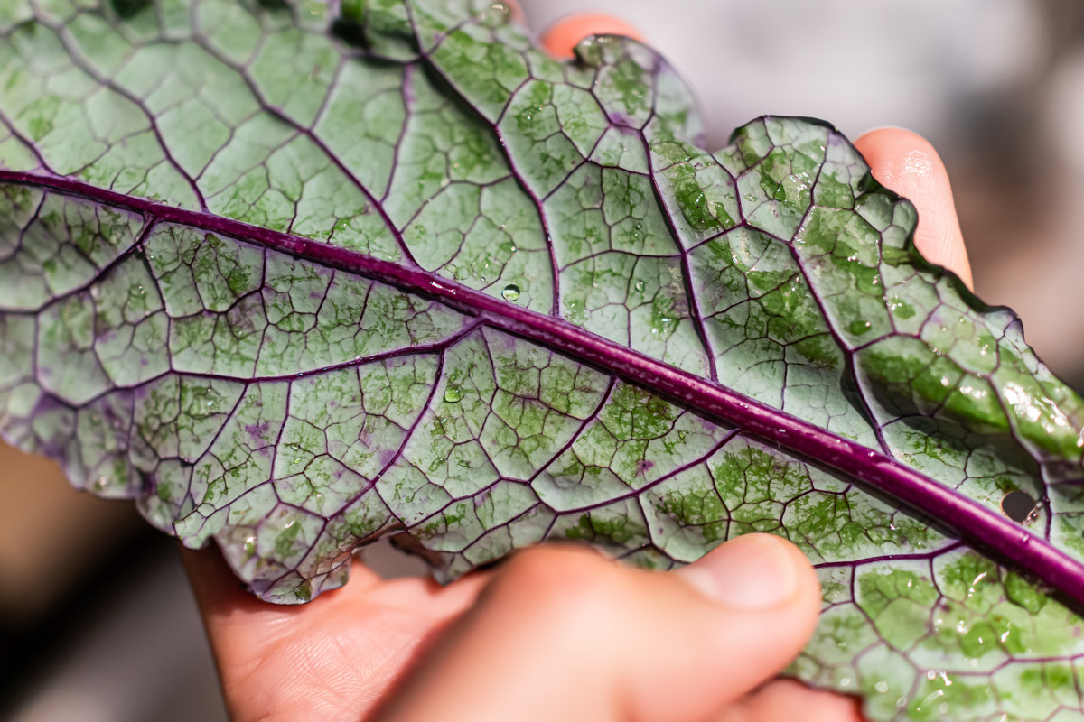 close up of red-veined kale leaf