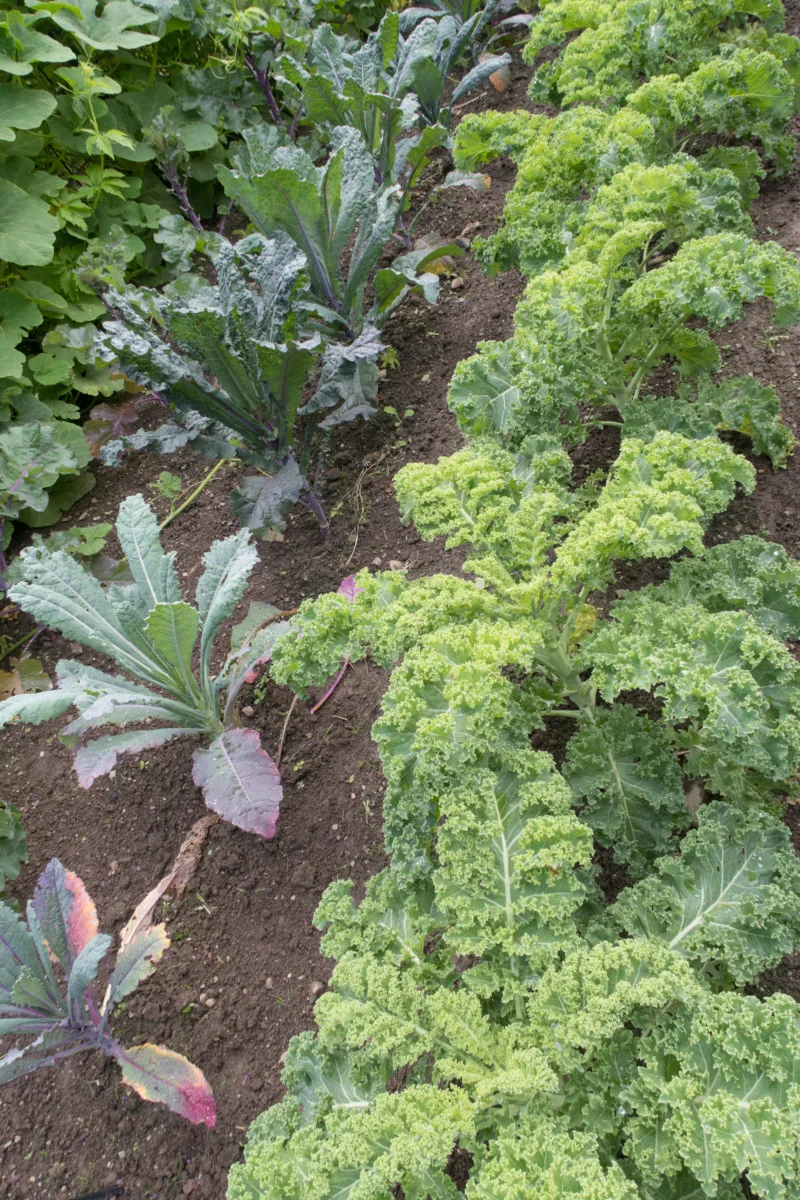 Varieties of kale growing in garden