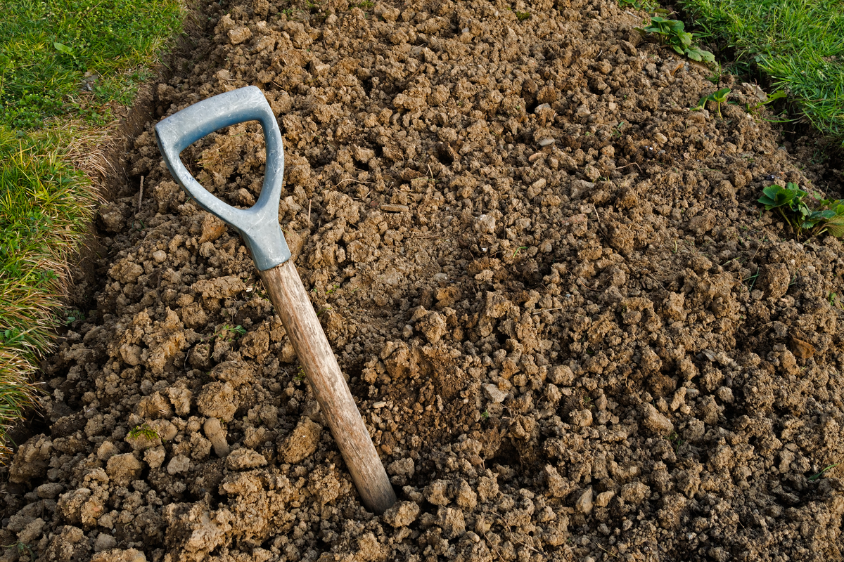 100 Best Plants For Clay Soil: Vegetables, Flowers, Shrubs & Trees