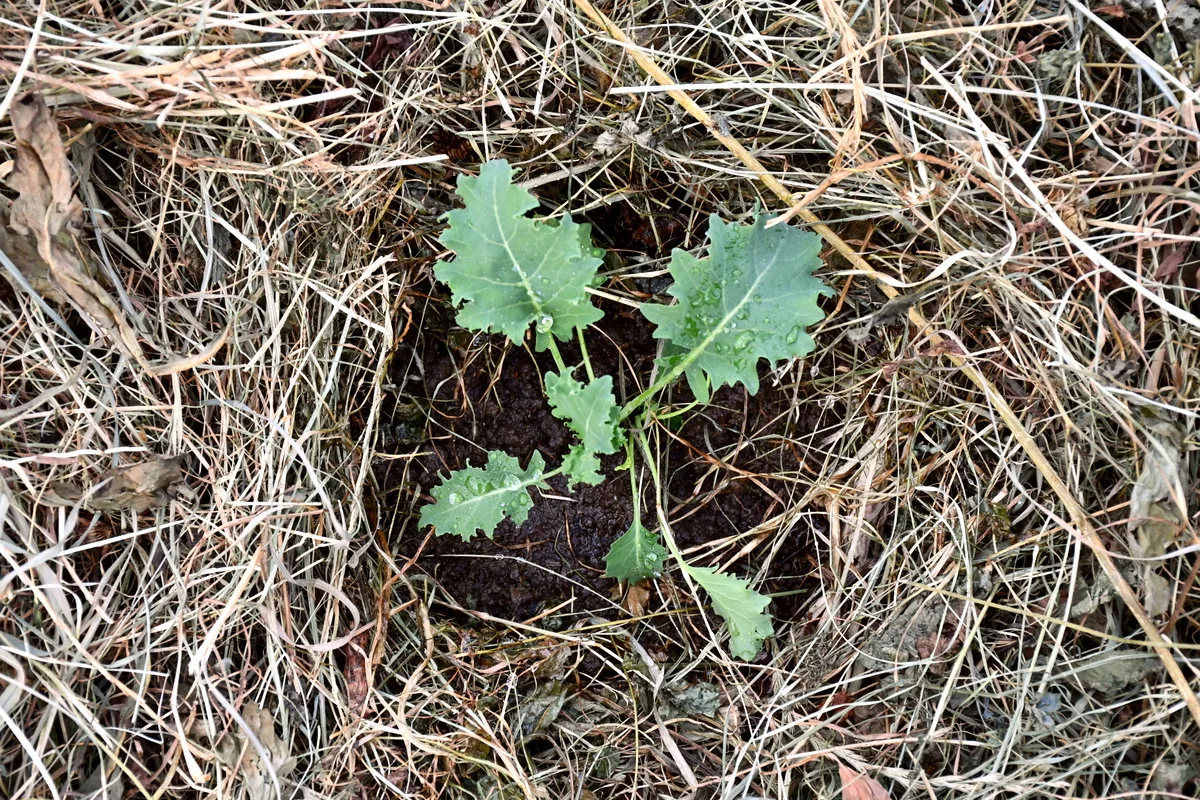 Kale transplanted in garden