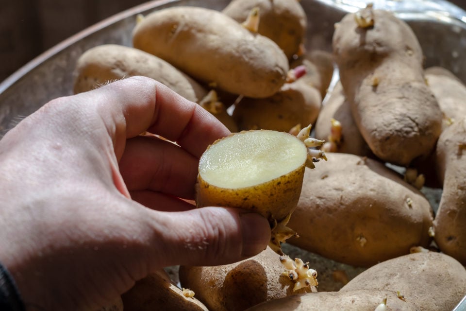 Growing Potatoes In Raised Beds Everything You Need To Know