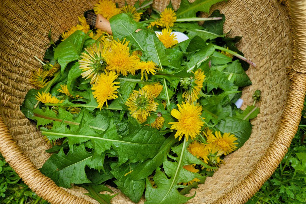 Basket full of dandelion greens