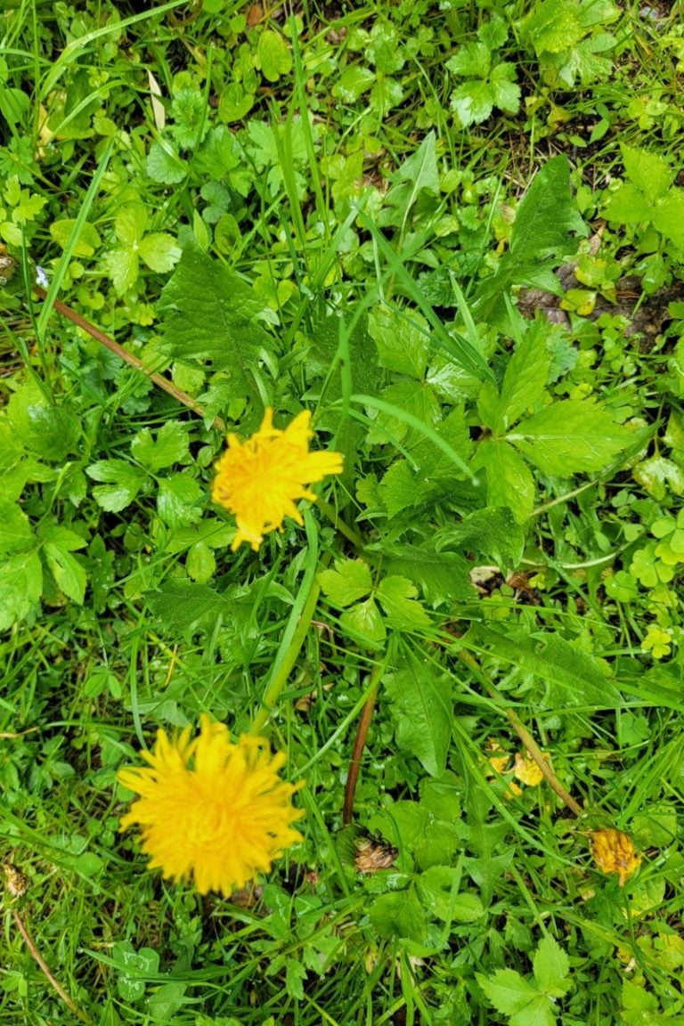 7 Tasty Dandelion Greens Recipes You'll Be Desperate To Try