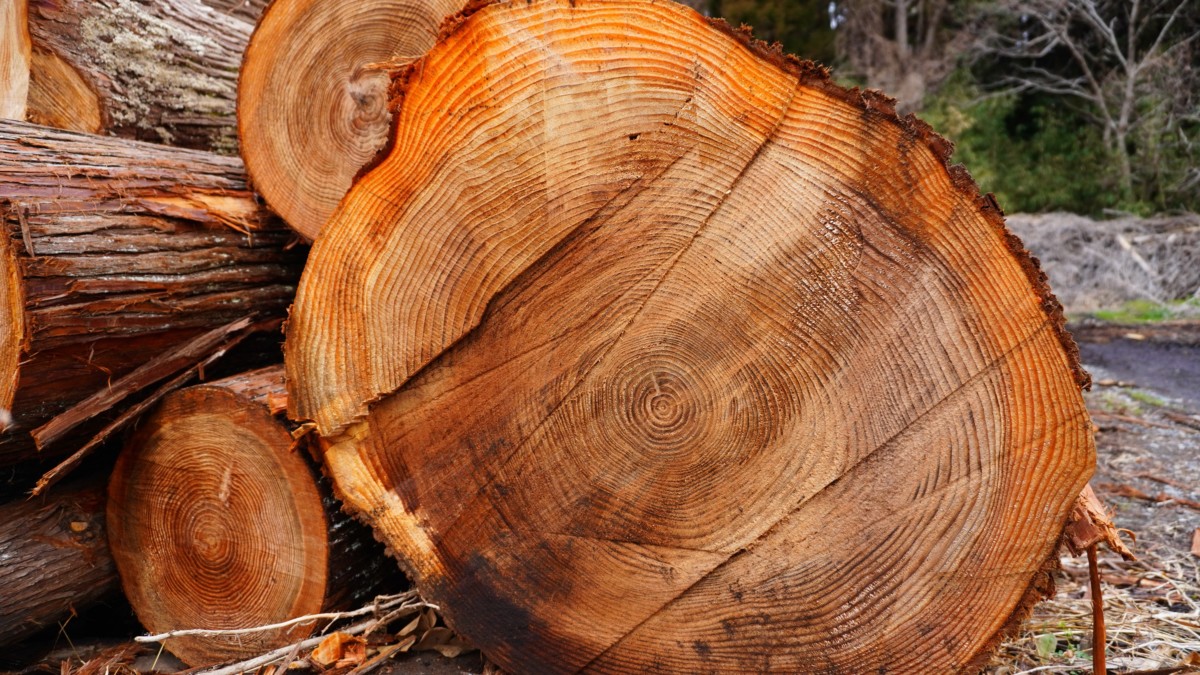 Cedar tree felled for lumbar. 