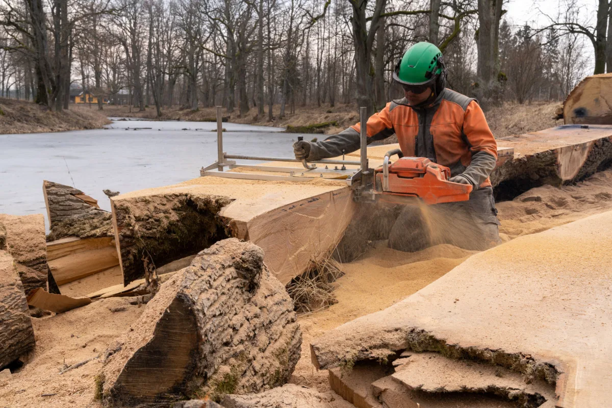Man plaining an oak log for lumbar.