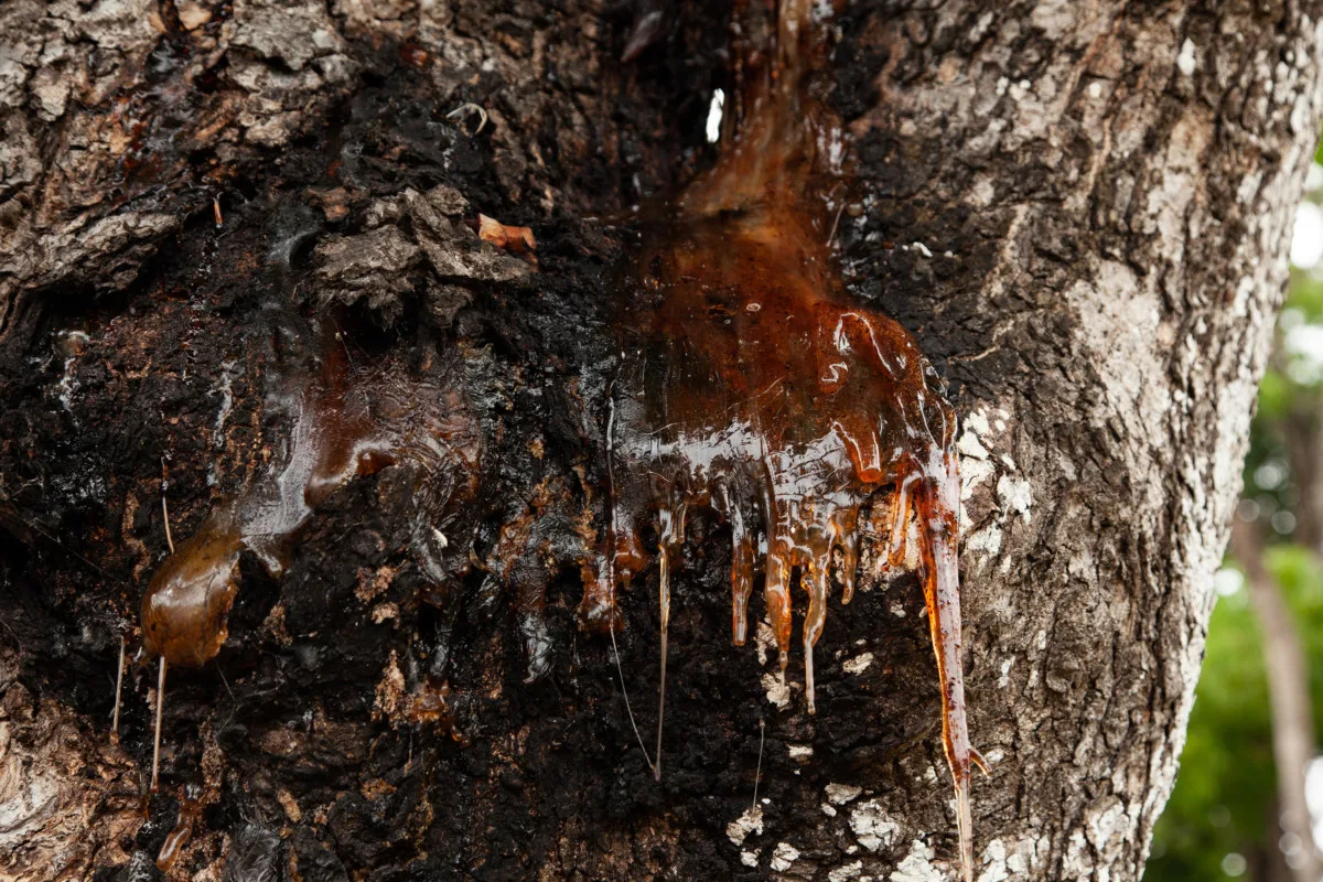 Pine tar dripping down tree. 