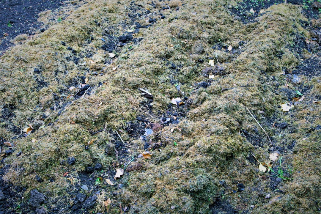 Mulching Potatoes An Easy Way To Grow A Bumper Crop Of Spuds