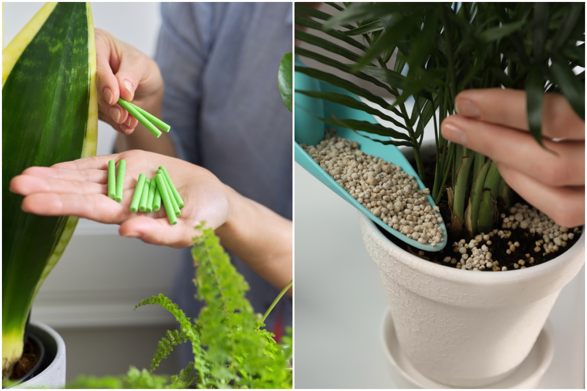 What's really going on in your houseplants' soil? And why it matters —  Green Rooms Market