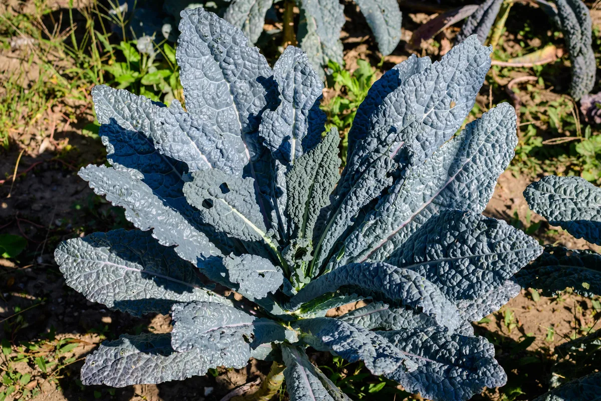 Large kale plant in garden