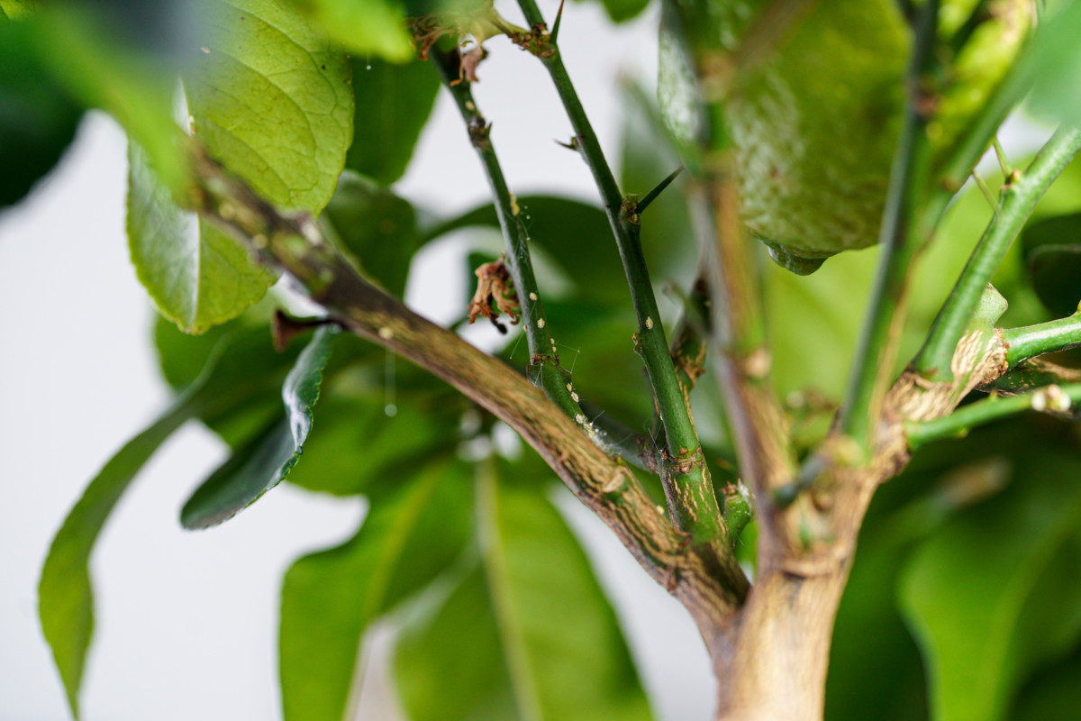 A Meyer lemon tree infected with scale and spider mites. 
