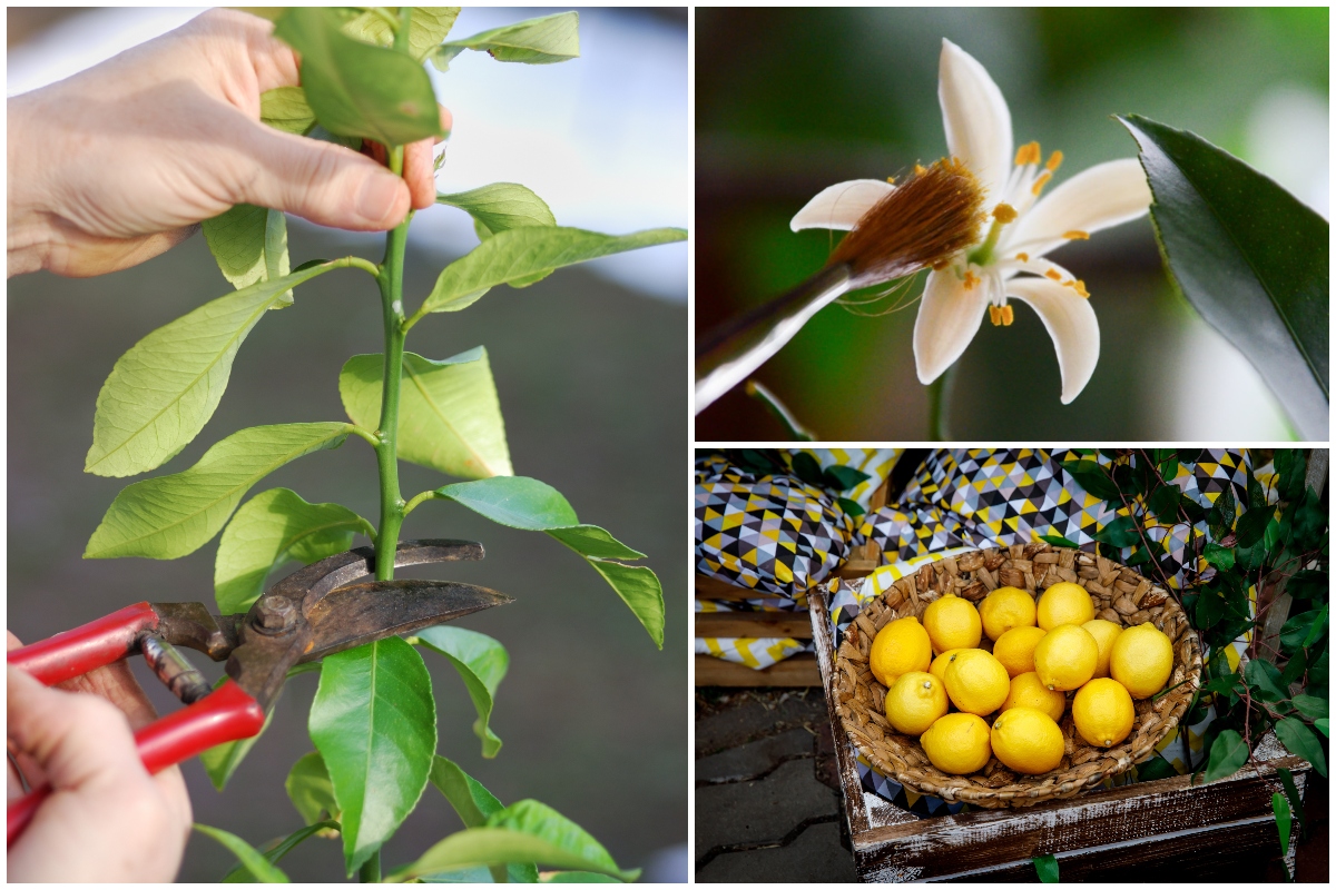 How To Grow A Meyer Lemon Tree Indoors That Actually Produces Lemons