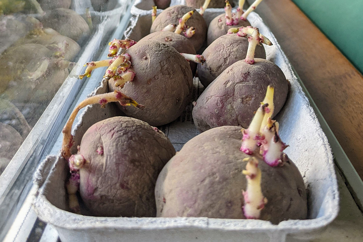 Potatoes chitting on windowsill