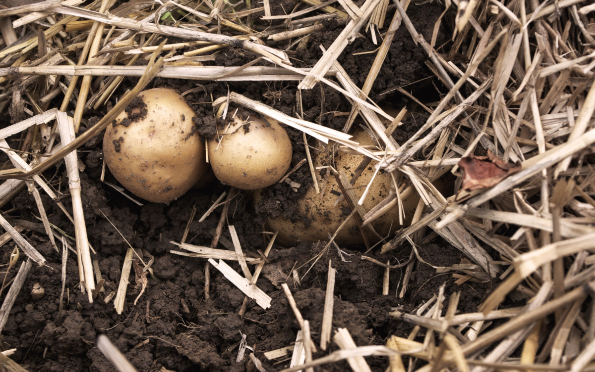 Potatoes growing under mulch