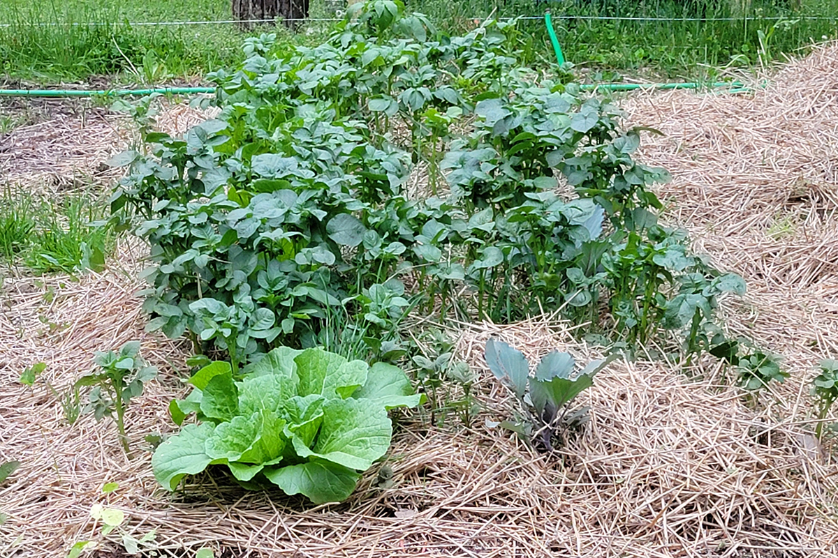 A patch of potatoes grown above ground and covered with mulch. 