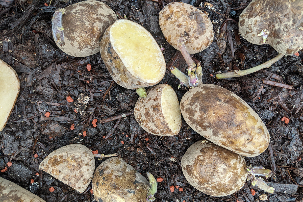 Overhead view of seed potatoes lying on top of soil.