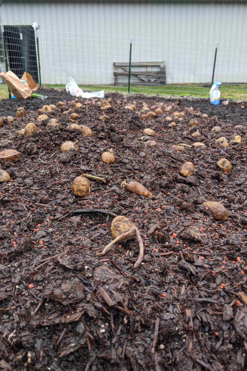 Plot of potato seedlings on top of soil