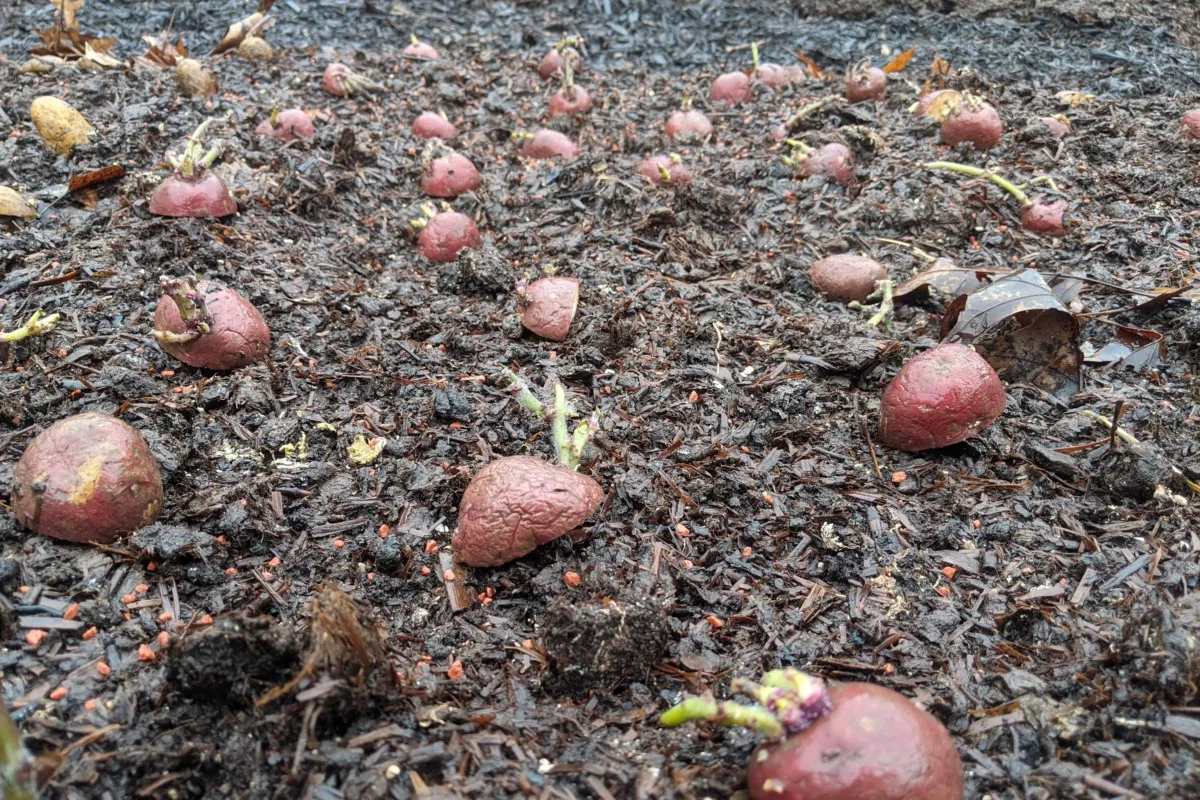 Red seedling potatoes