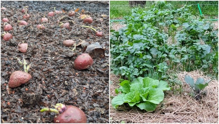 Mulching Potatoes - An Easy Way To Grow A Bumper Crop Of Spuds